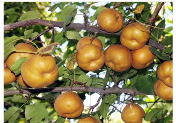 沙梨怎么种植打什么药,沙梨种植高产