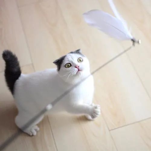 饲养猫狗对小孩肥胖有关系吗,肥胖猫狗选粮攻略