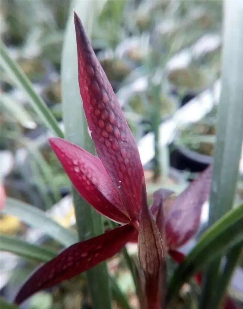 四川下山的一颗兰花，花瓣内外血红色，在各大兰展上获奖无数