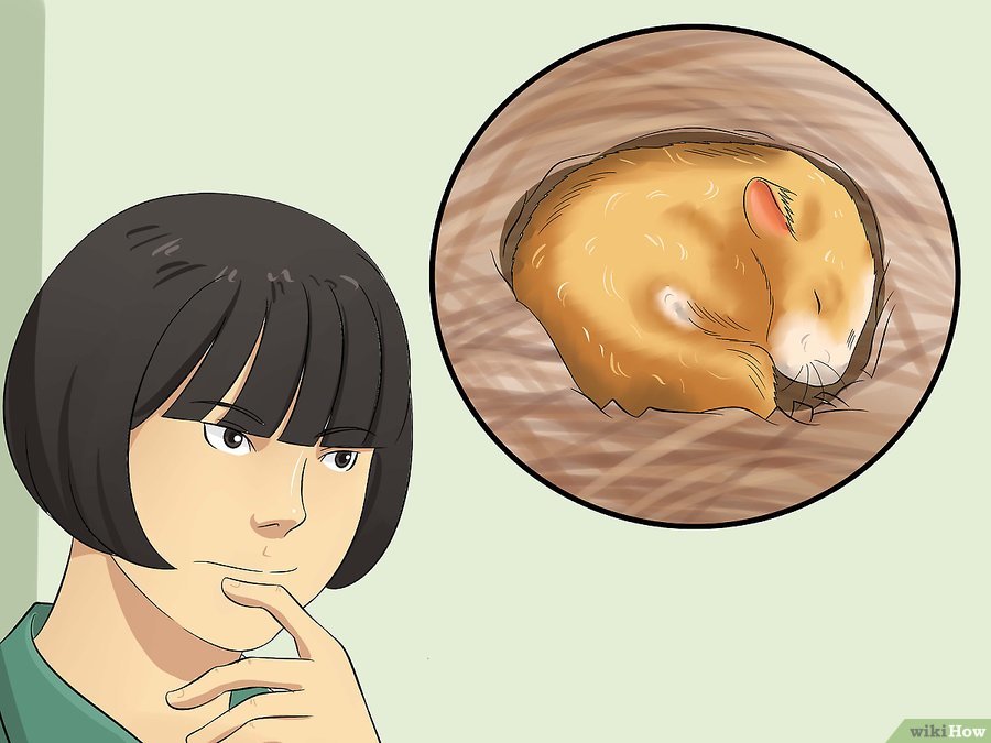 仓鼠趴着一动不动是什么意思,仓鼠怎么一动不动