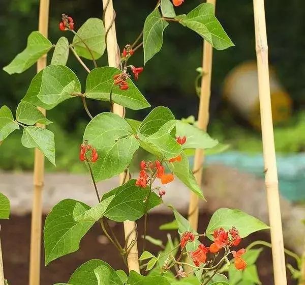 自家阳台小菜园种的纯天然蔬菜,阳台种植一年四季可以吃的蔬菜