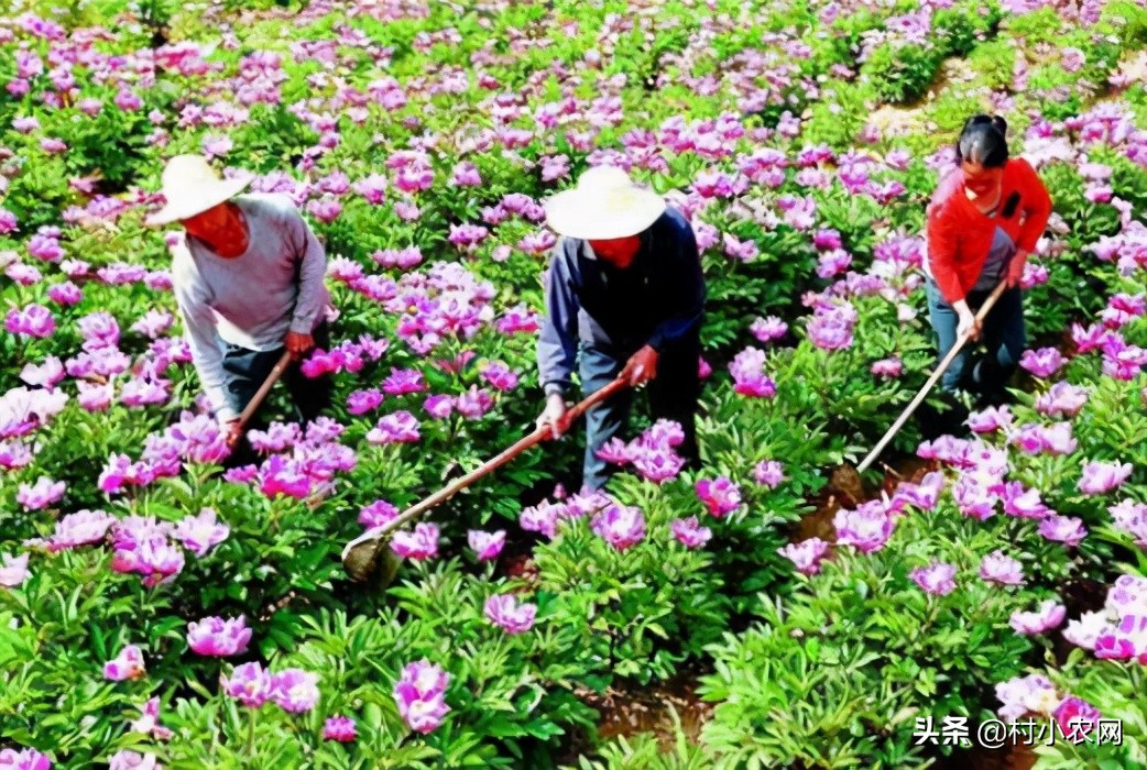 农村养殖致富小创业项目有哪些,2022年农业种植养殖政府扶持项目