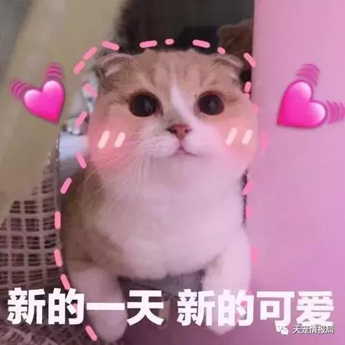 猫奴一定要知道的身体语言,猫奴必看猫咪喝水需要注意的事