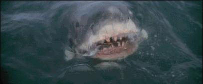 现存最大的鲨鱼有多大,鲨鱼到底最多有几个头