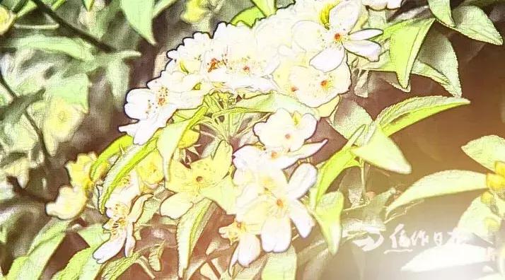 焦作市第十一中全国排名,焦作市第十一中学