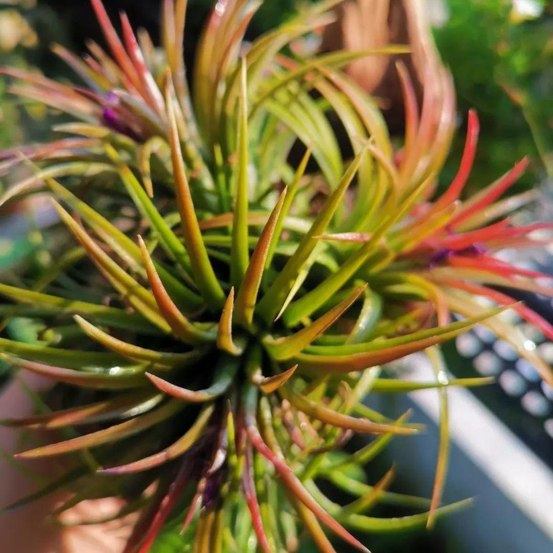 今年流行网红花,漂亮又好看的网红花