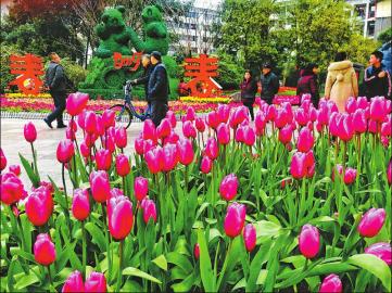 春已来踏青去,春已来花将开