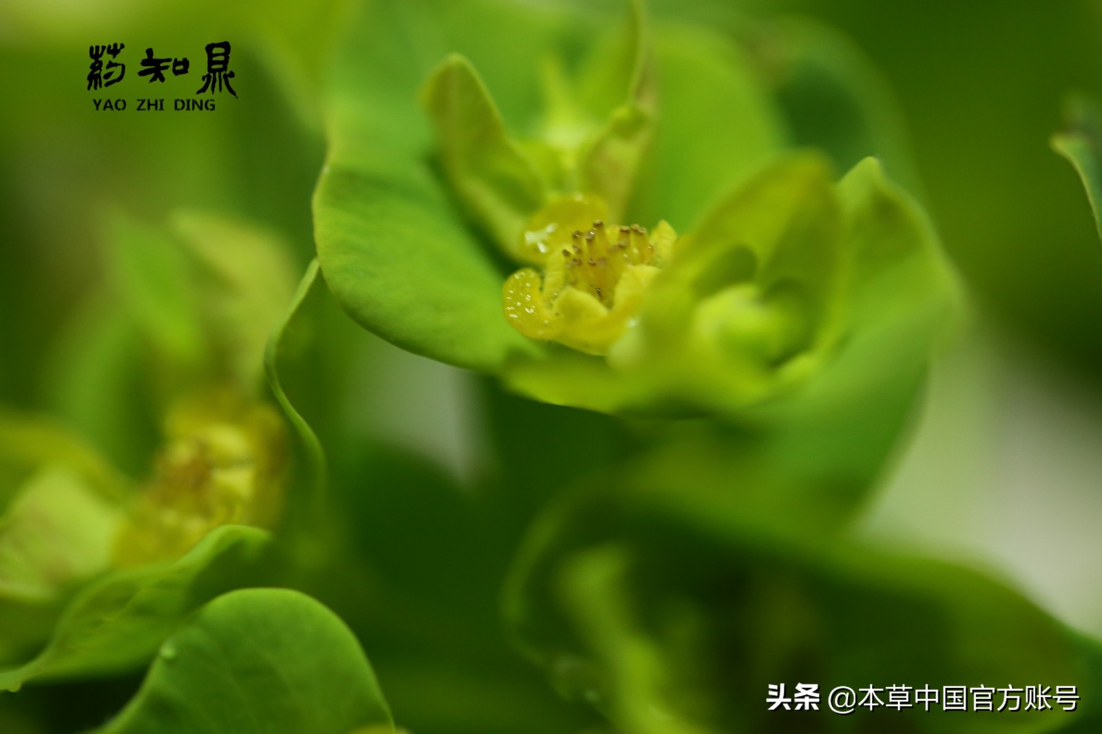 【本草百科·药知鼎——狼毒】花美却是恶毒之药，杀飞鸟走兽