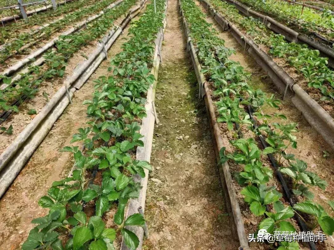 定植前秧苗起苗方法,定植后苗打蔫怎么办