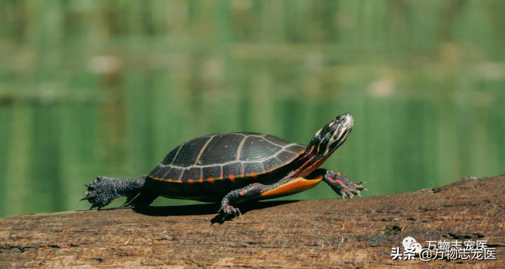 乌龟的壳碎了还能恢复吗,乌龟的壳边缘破了一点点会不会死