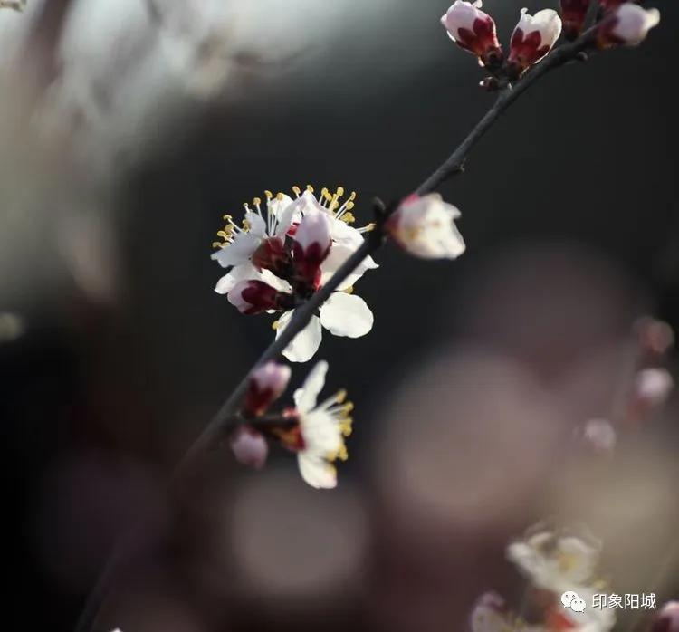 晋城哪里可以春游,晋城附近春游景点