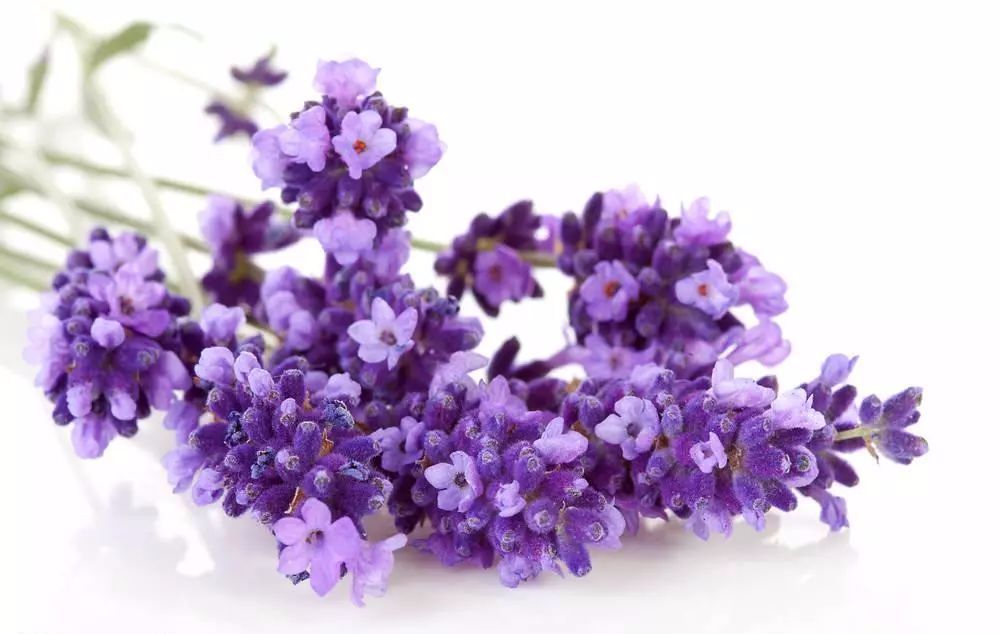 100种常见观叶植物图鉴史上最全,农村常见的100种植物