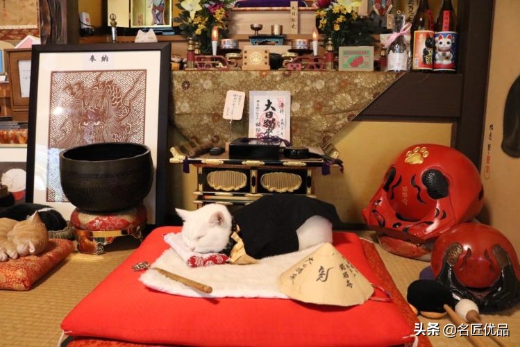 20岁少年建“猫猫寺”,和尚住持全是猫咪,网友:不敢撸不敢吸