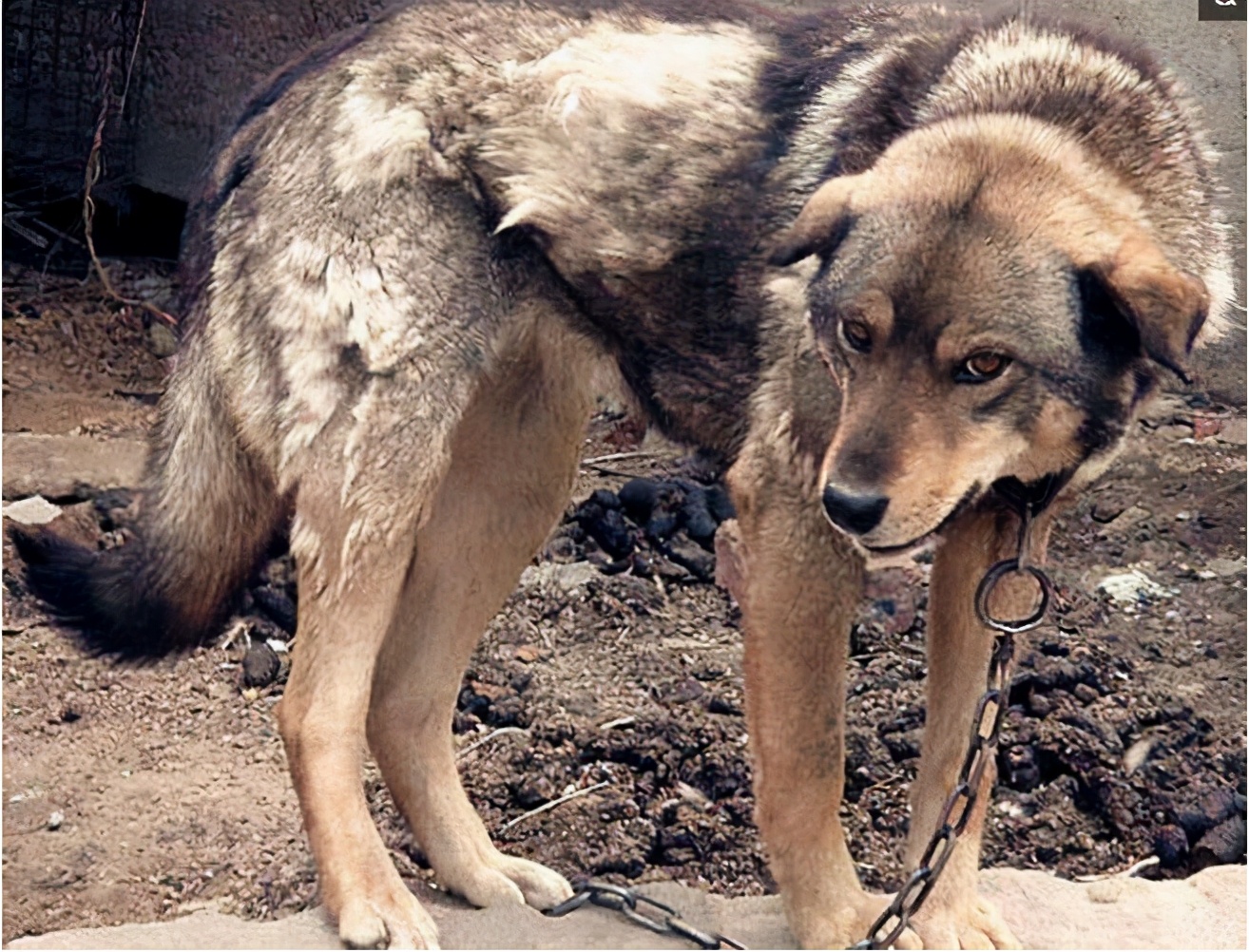 收购土狗十几年有什么用,狗贩子为啥专收老土狗