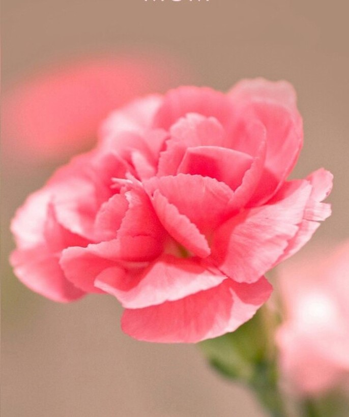 心灵鸡汤经典语录简短一句话,经典走心的心灵鸡汤语录句句精辟