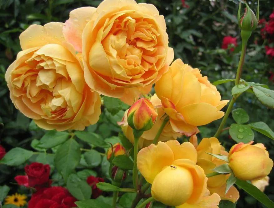 100种月季经典品种,100种经典月季品种