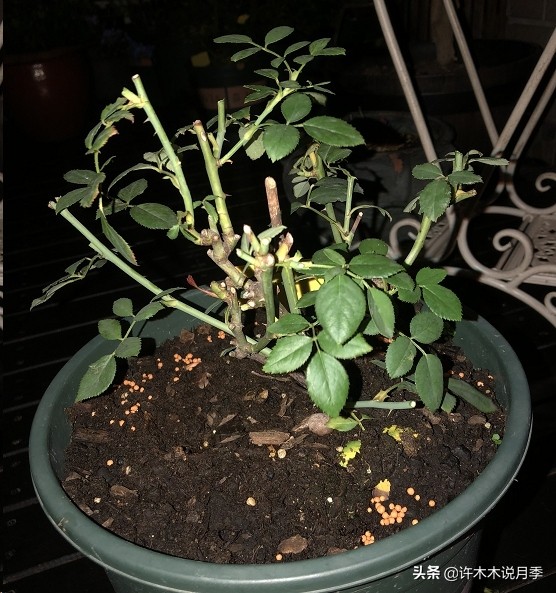 月季应该怎么浇水,月季的浇水注意事项