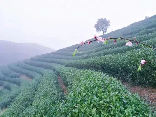 一年只有一次的鲜货,一年只有一次的桂花酿