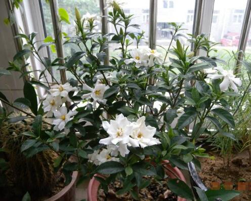 栀子花树怎么养才能开花更旺盛,养栀子花的技巧与方法