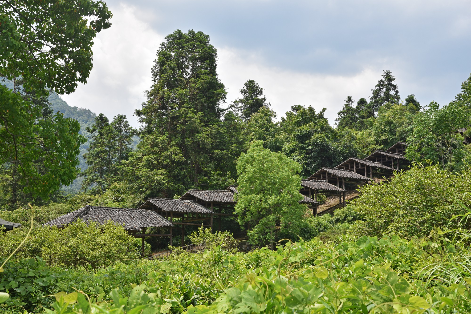 景德镇近代瓷器发展,千年瓷都景德镇有哪些瓷器