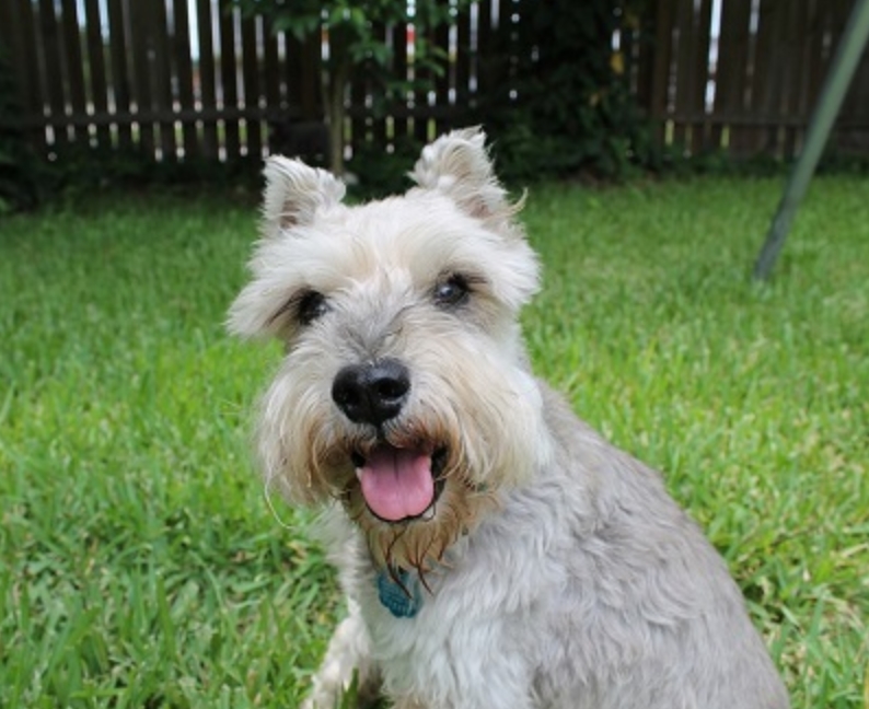 适合老年人养的狗排行榜,适合老人养的狗好养活的品种