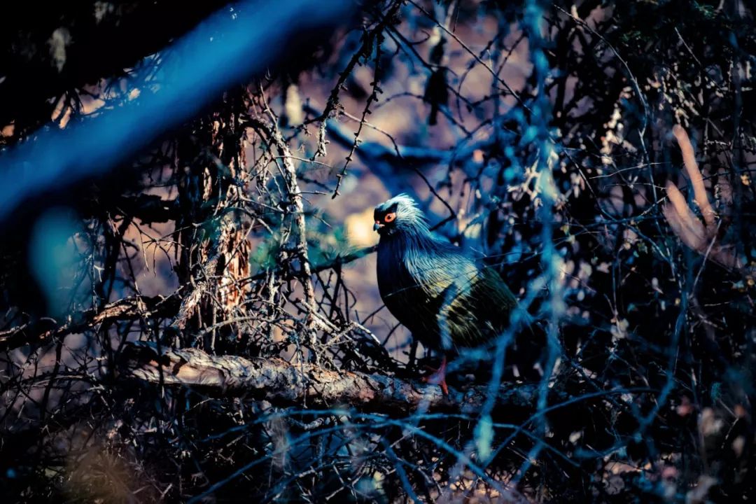 一座比珠穆朗玛峰还难登的雪山,有一座山比珠穆朗玛峰还要高