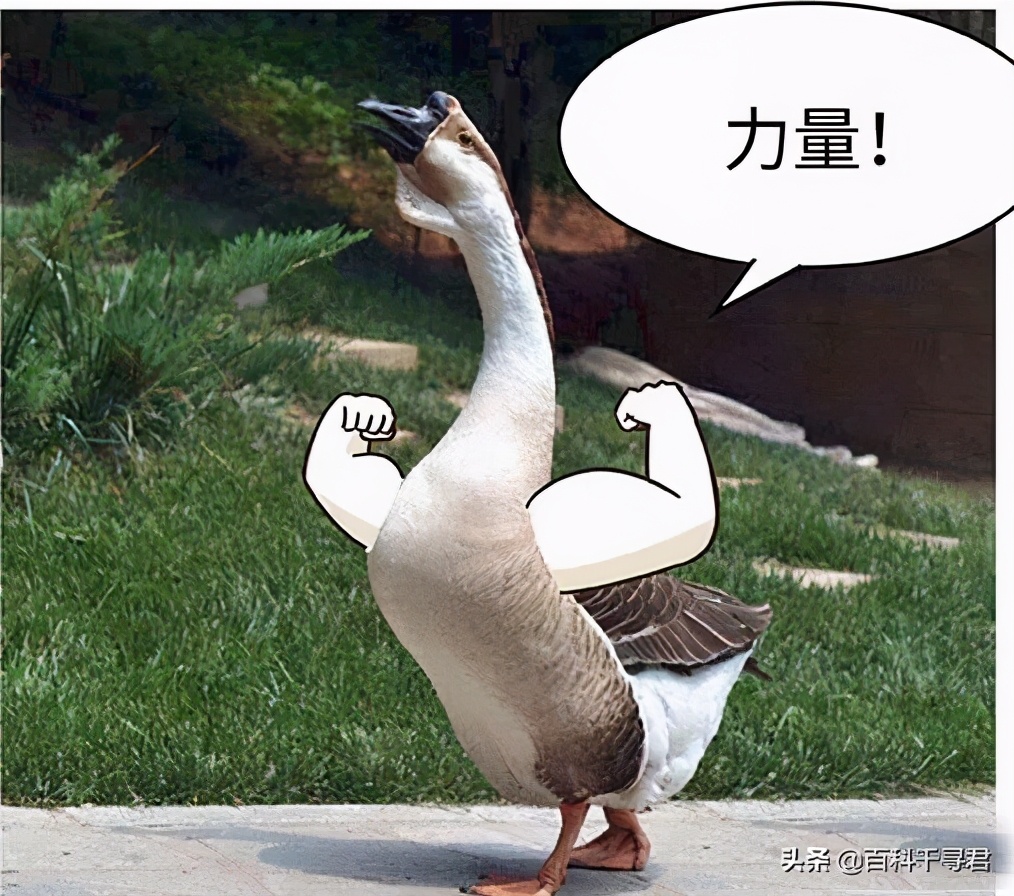 蛇怕鹅鸭粪,蛇怕鹅粪科学解释