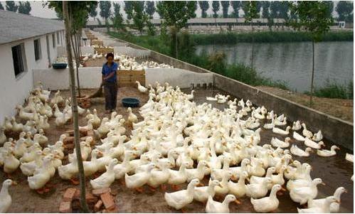 鸭子肠道有问题怎么治,鸭肠道疾病治疗方法