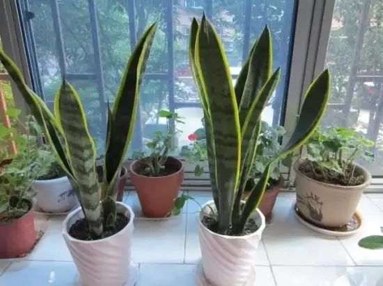 花卉绿植要怎么养护才长得好,养花技巧家庭养护绿植的小方法