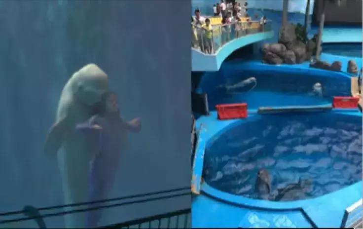 海洋馆的海洋动物表演,小孩子看的海洋动物视频