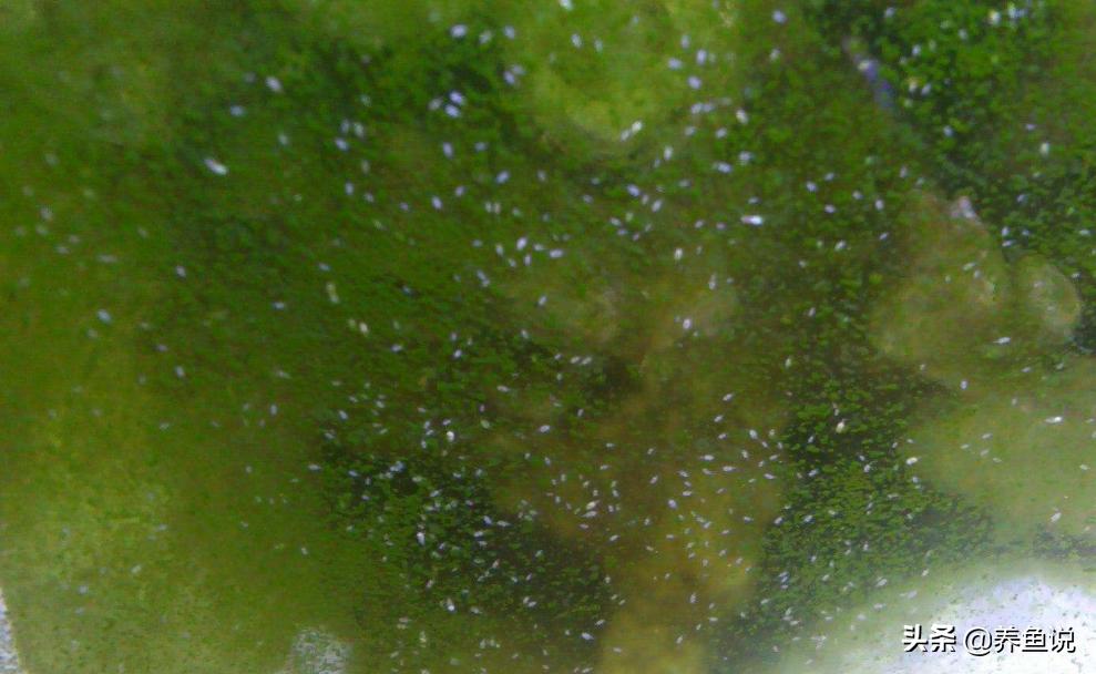 鱼缸上有小虫子怎么处理,鱼缸有白色小虫子怎么处理