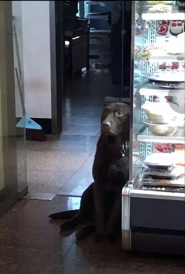 狗狗关在家里为什么要一直推门,关上门狗狗乱叫怎么办