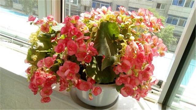 丽格海棠花谢后还能接着开花吗,丽格海棠光长新芽不开花是为什么