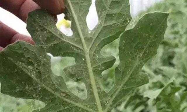 西瓜蚜虫防治最佳药剂,西瓜的蚜虫打不死用什么农药