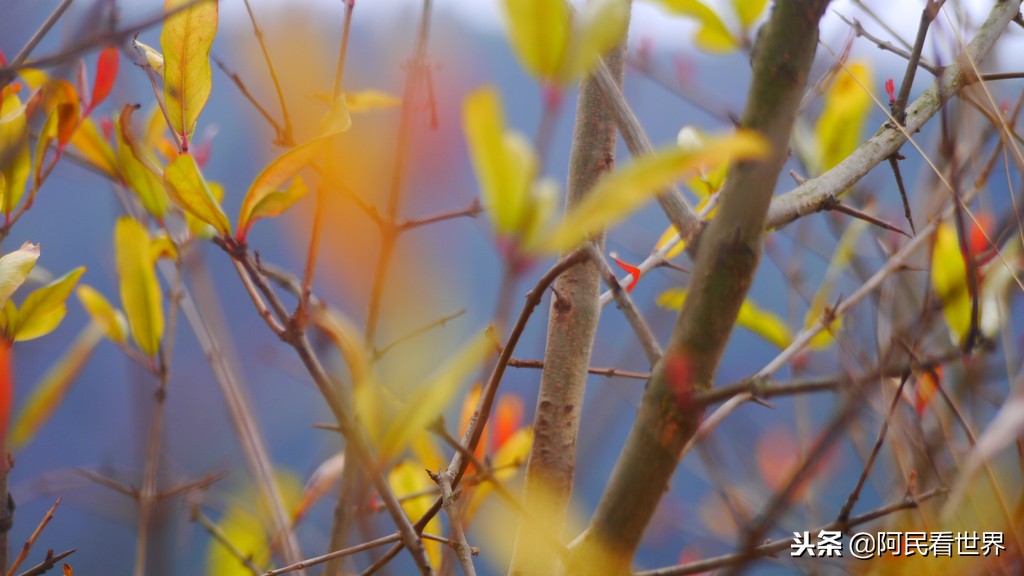 云南普者黑元阳坝美6天旅游攻略,云南建水普者黑旅游路线