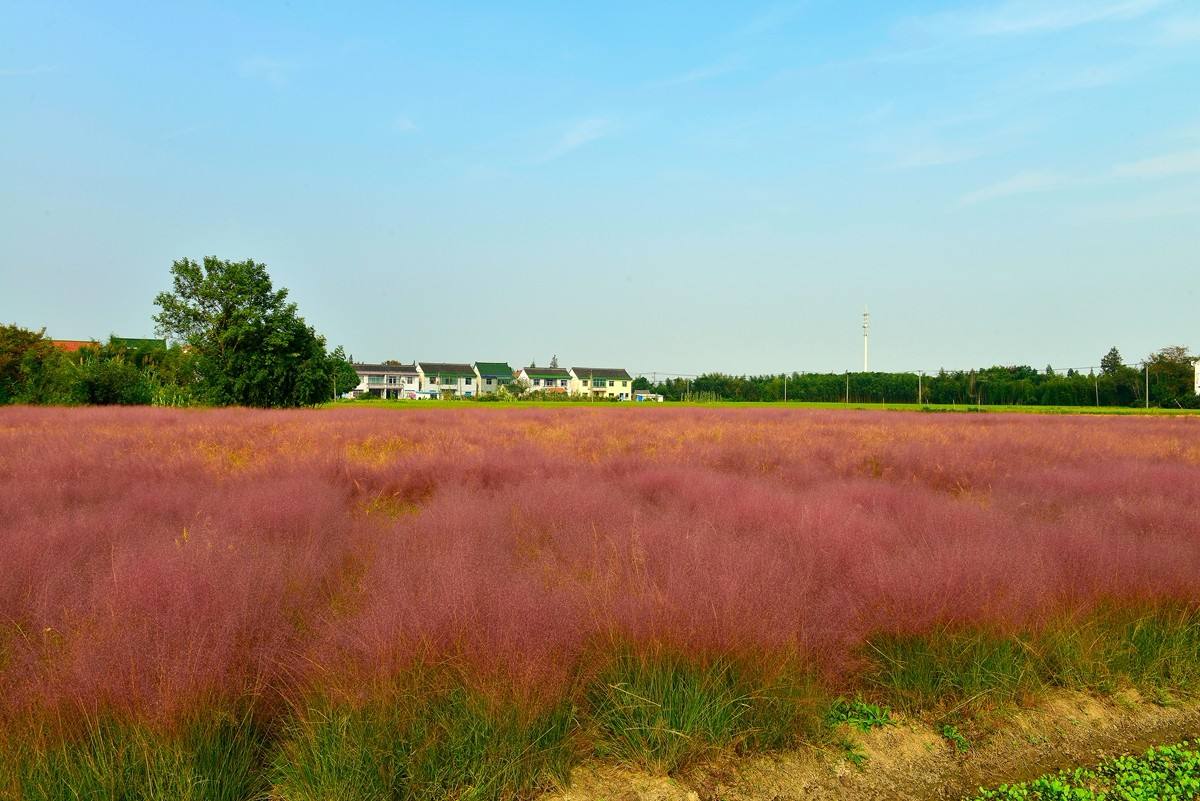 江苏沭阳花木产业园,沭阳花木产业集群
