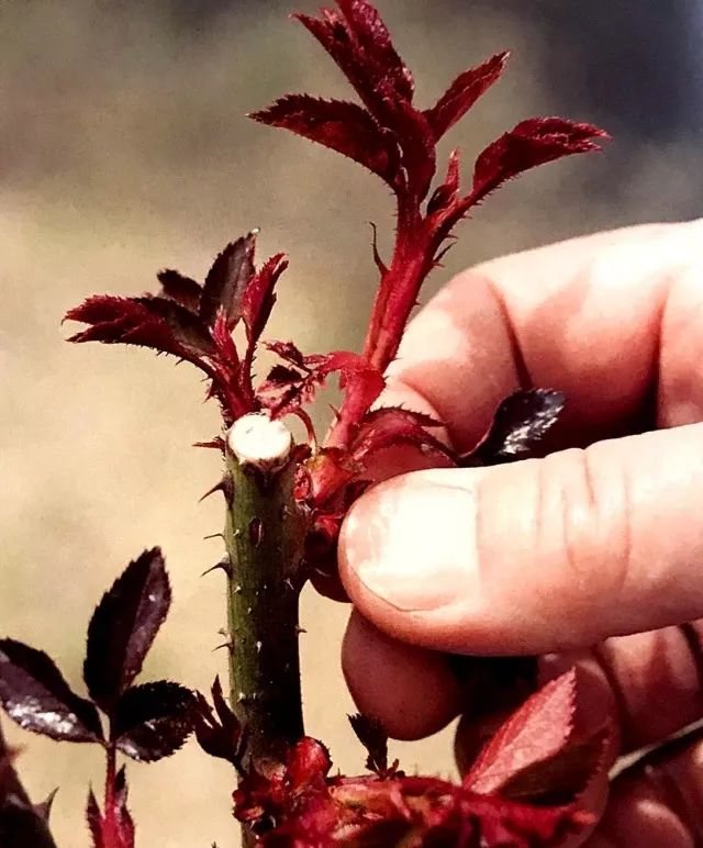 玫瑰爆芽初期怎么爆更多芽,玫瑰爆根的方法