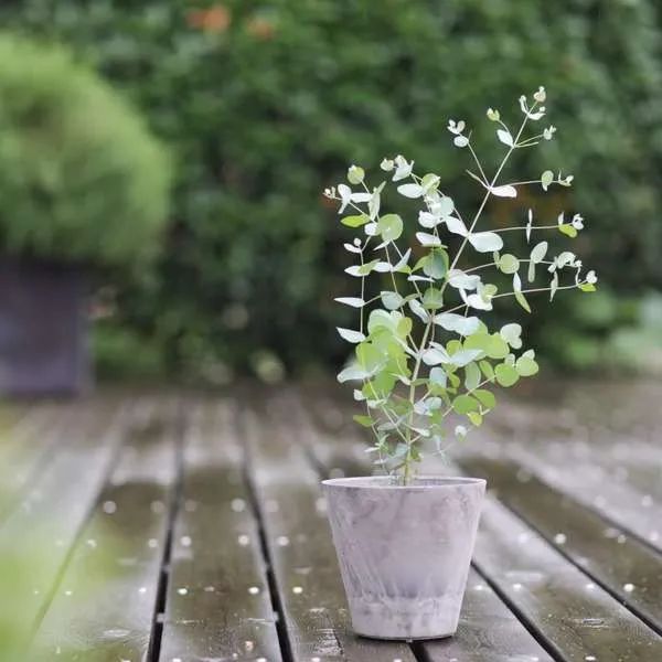 树袋熊吃尤加利吗,尤加利和树袋熊