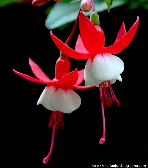 惊艳倒挂金钟,惊艳倒挂金钟图片