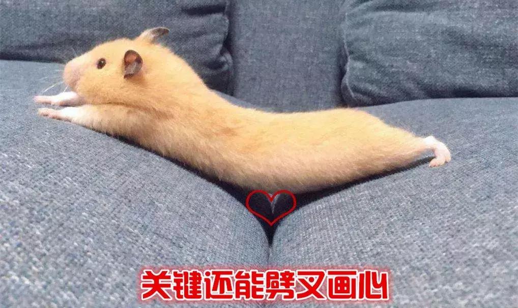 仓鼠饲养八大禁忌仓鼠会认主人吗,仓鼠饲养八大禁忌仓鼠吃什么蔬菜