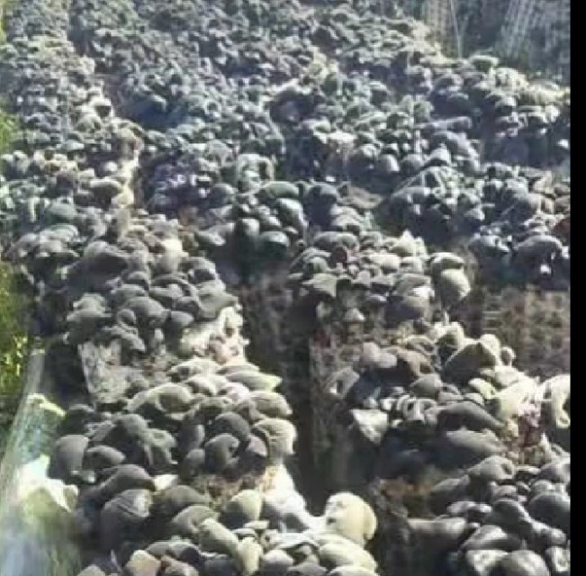 【原创】黑木耳代料栽培技术