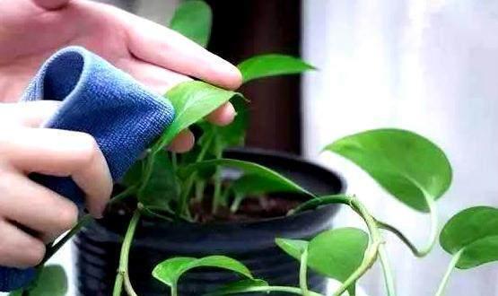 怎么养绿萝爆盆又不长藤求回答,养绿萝最正确的方法