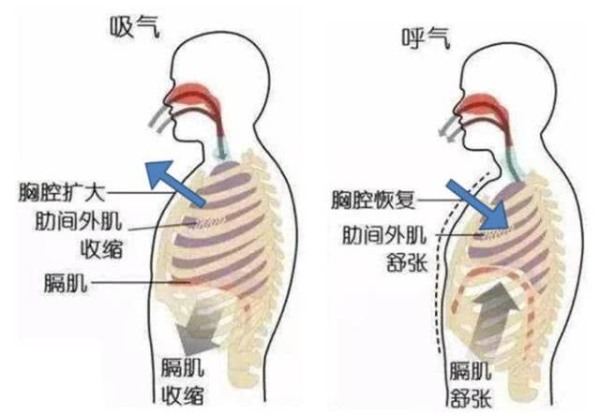 腹式呼吸减内脏脂肪,如何练腹式呼吸减腹部脂肪