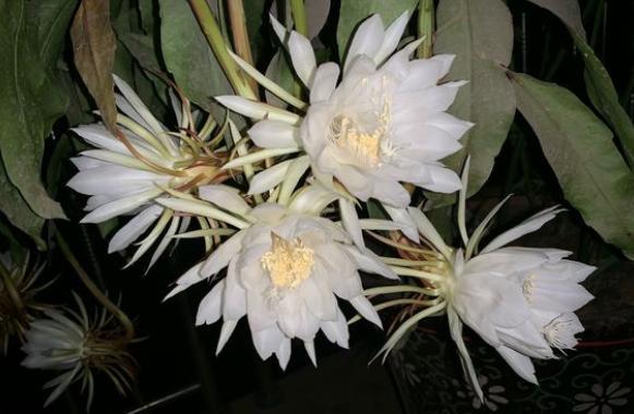 养昙花的窍门,养昙花都浇什么肥呀