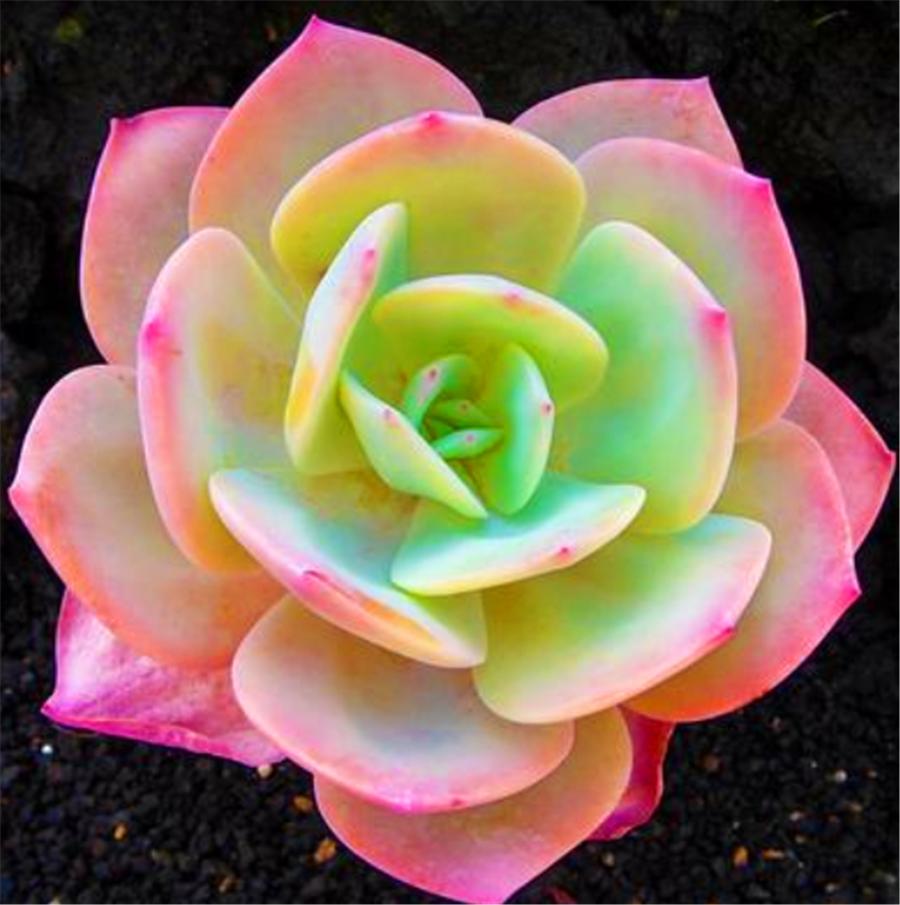 被砍头的多肉伤口晒干能晒太阳吗,多肉砍头后该怎么处理