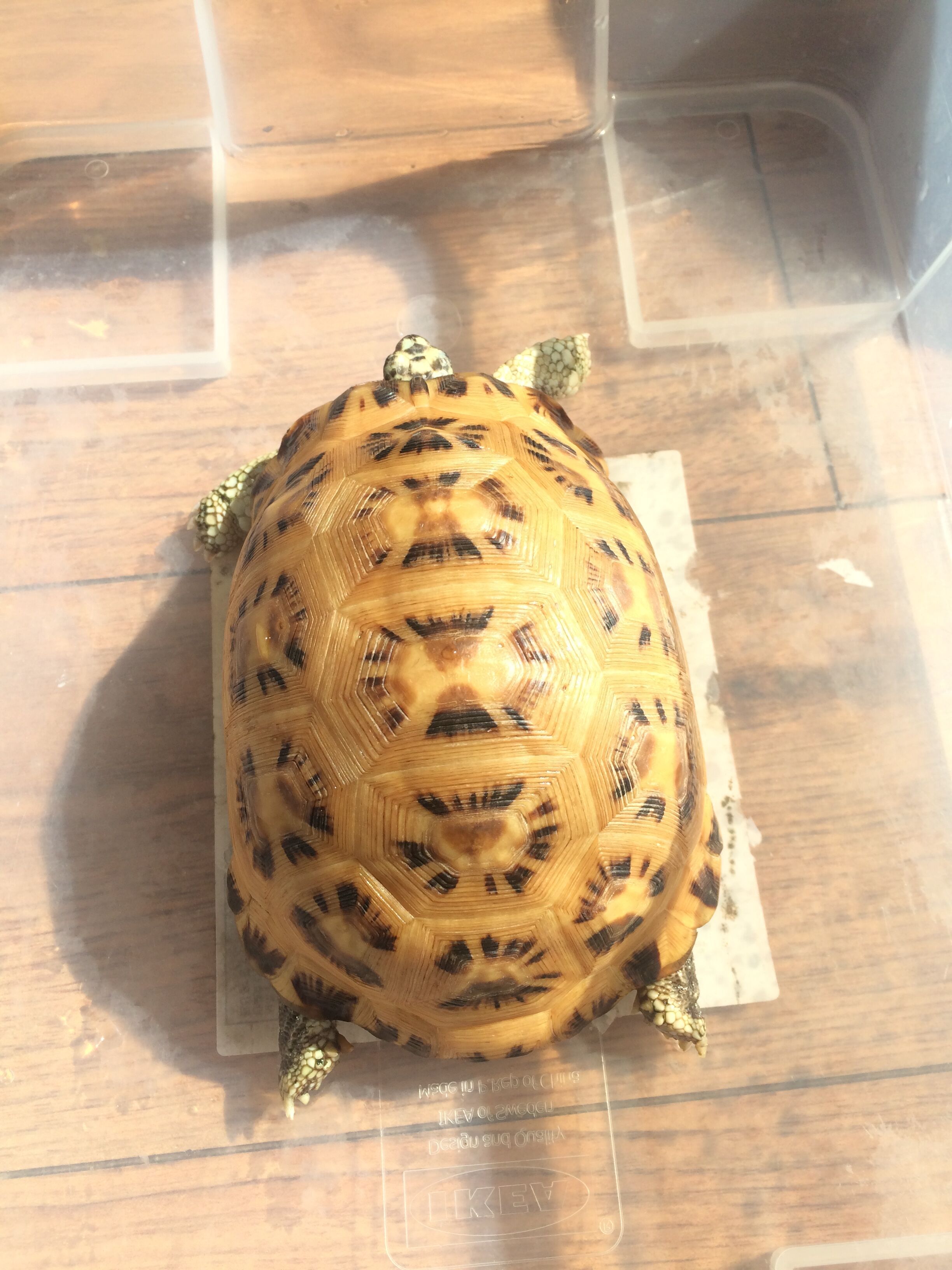 龟类大百科,大眼睛龟类