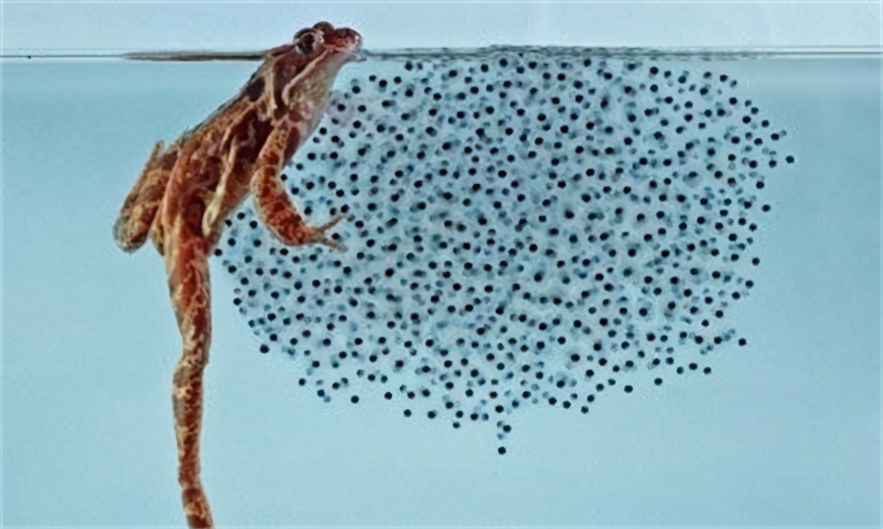 雄*交性**配和排尿器官二合一，雌性却分开，差异为何如此巨大？