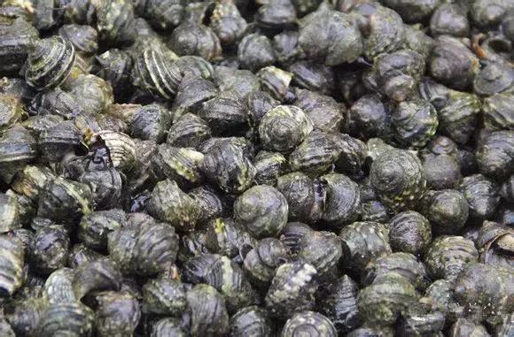 渔民海鲜大全,渔民整理的海鲜河鲜大全