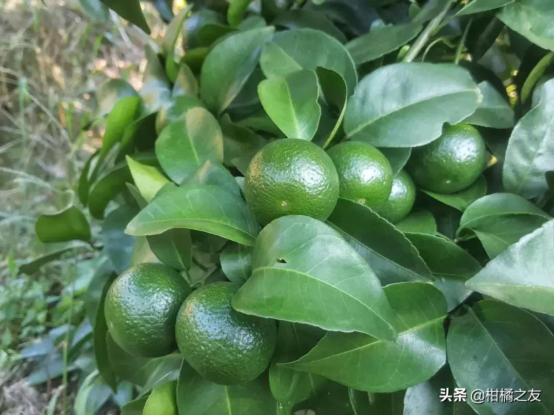 沙糖桔叶子卷缩怎么防治,沙糖桔叶片弯曲缺什么