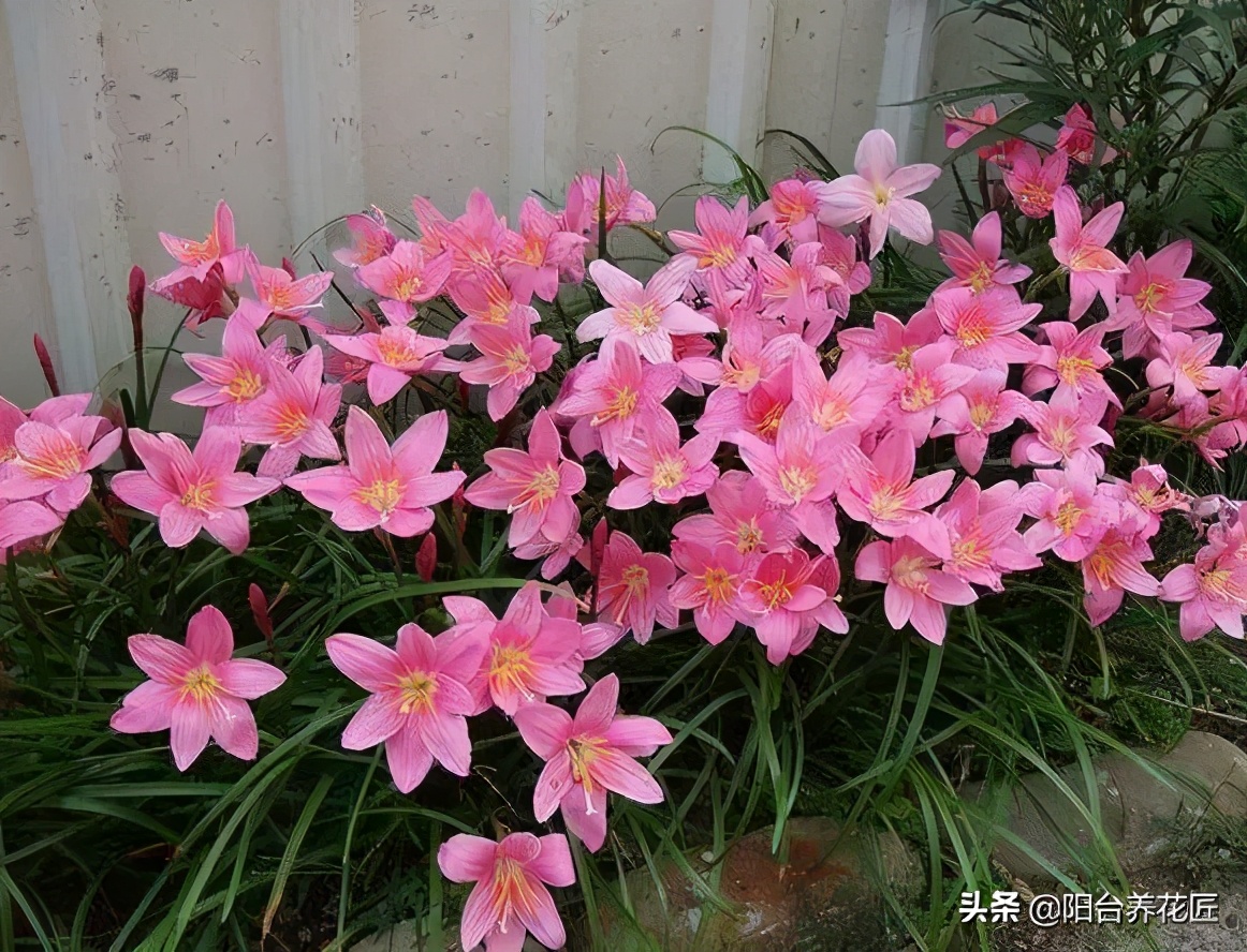 适合室内养的耐干旱少阳光的花,这5种花晒不死太阳越大开花越多